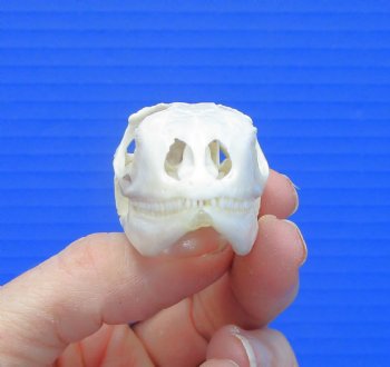 1-7/8 inches Real Iguana Skull for Sale, Beetle Cleaned,  Whitened for $39.99 