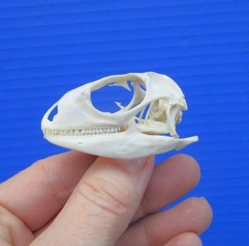 1-7/8 inches Real Iguana Skull for Sale, Beetle Cleaned,  Whitened for $39.99 