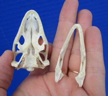 1-7/8 inches Real Iguana Skull for Sale, Beetle Cleaned,  Whitened for $39.99 