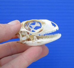 1-7/8 inches Real Iguana Skull for Sale, Beetle Cleaned, Not Whitened for $39.99 <FONT COLOR=RED> SALE $34.99</FONT>
