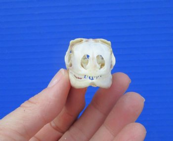 1-7/8 inches Real Iguana Skull for Sale, Beetle Cleaned, Not Whitened for $39.99 <FONT COLOR=RED> SALE $34.99</FONT>