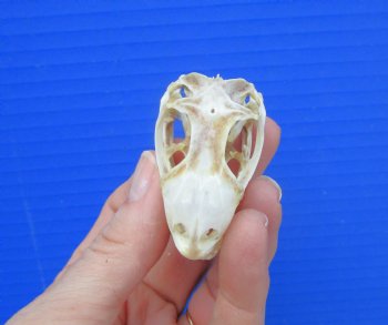 1-7/8 inches Real Iguana Skull for Sale, Beetle Cleaned, Not Whitened for $39.99 <FONT COLOR=RED> SALE $34.99</FONT>