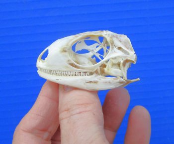1-7/8 inches Real Iguana Skull for Sale, Beetle Cleaned, Not Whitened for $39.99 <FONT COLOR=RED> SALE $34.99</FONT>