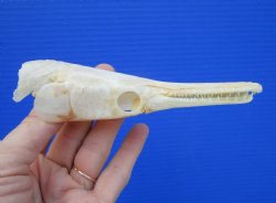 5-1/4 inches long Spotted Gar Skull for $59.99 <font color=red> SALE $49.99</FONT>
