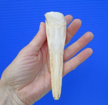 5-1/4 inches long Spotted Gar Skull for $59.99 <font color=red> SALE $49.99</FONT>
