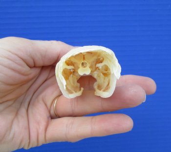 5-1/4 inches long Spotted Gar Skull for $59.99 <font color=red> SALE $49.99</FONT>