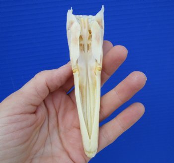 5-1/4 inches long Spotted Gar Skull for $59.99 <font color=red> SALE $49.99</FONT>