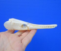 5-1/4 inches long Spotted Gar Skull for $59.99 <font color=red> SALE $49.99</FONT>