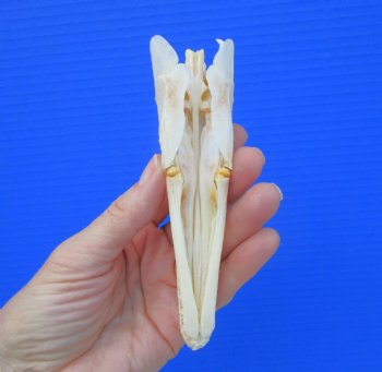 5-1/4 inches long Spotted Gar Skull for $59.99 <font color=red> SALE $49.99</FONT>