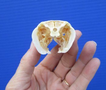 5-1/4 inches long Spotted Gar Skull for $59.99 <font color=red> SALE $49.99</FONT>