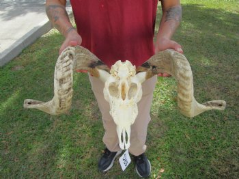 African Merino Ram Skull, Sheep Skull with 27 inches Horns - <font color=red> Discount Grade B</font> for $124.99