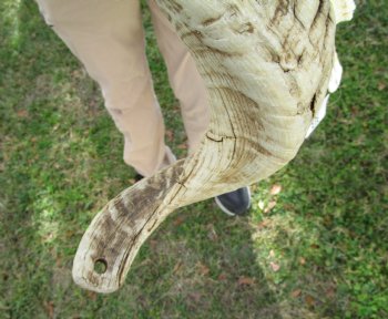 African Merino Ram Skull, Sheep Skull with 27 inches Horns - <font color=red> Discount Grade B</font> for $124.99