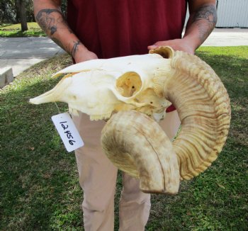African Merino Ram Skull, Sheep Skull with 28 inches Horns - <font color=red> Discount Grade B</font> for $129.99