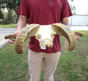 African Merino Ram Skull, Sheep Skull with 21-1/4 inches Horns - <font color=red> Discount Grade B</font> for $124.99