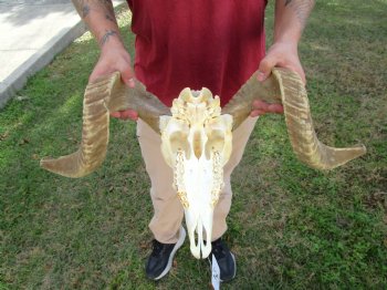 African Merino Ram Skull, Sheep Skull with 21-1/4 inches Horns - <font color=red> Discount Grade B</font> for $124.99