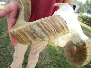 African Merino Ram Skull, Sheep Skull with 21-1/4 inches Horns - <font color=red> Discount Grade B</font> for $124.99