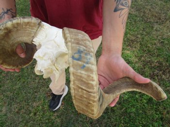 African Merino Ram Skull, Sheep Skull with 21-1/4 inches Horns - <font color=red> Discount Grade B</font> for $124.99