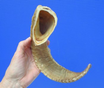17-1/2 inches African Merino Ram, Sheep Horn  for $16.99