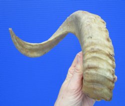 19 inches African Merino Ram, Sheep Horn  for $18.99