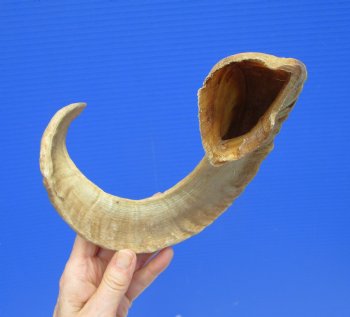 19 inches African Merino Ram, Sheep Horn  for $18.99