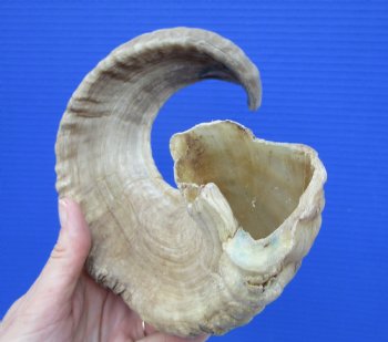 18-1/2 inches African Merino Ram, Sheep Horn for $17.99