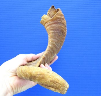 16-1/2 inches African Merino Ram, Sheep Horn for $15.99