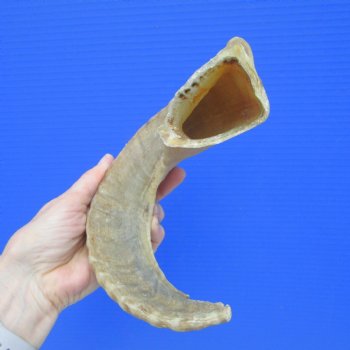 16 inches African Merino Ram, Sheep Horn for $15.99