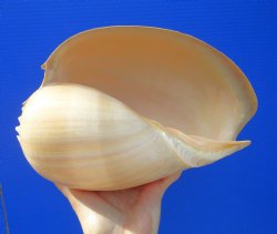 10 inches Large Crowned Baler Melon Shell for Sale - Buy this one for $14.99