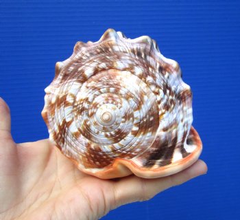 5-1/2 inches  Red Cameo Bullmouth Helmet Shell - Buy this one for $12.99