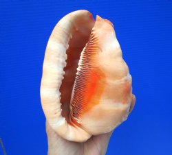 5-3/4 inches  Red Cameo Bullmouth Helmet Shell - Buy this one for $12.99