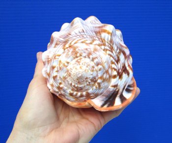 5-3/4 inches  Red Cameo Bullmouth Helmet Shell - Buy this one for $12.99