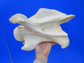 Giraffe Neck Vertebrae Bone, 11-1/2 inches long - Buy this for $69.99