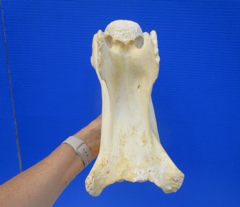 Giraffe Neck Vertebrae Bone, 11-1/2 inches long - Buy this for $69.99