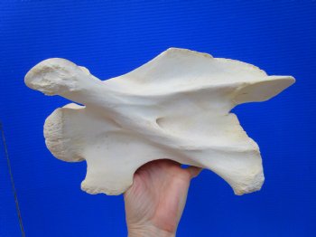 Giraffe Neck Vertebrae Bone, 13 inches long - Buy this for $69.99