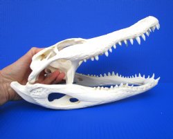 13 inches Florida Alligator Skull, Beetle Cleaned - Buy this one for $112.50
