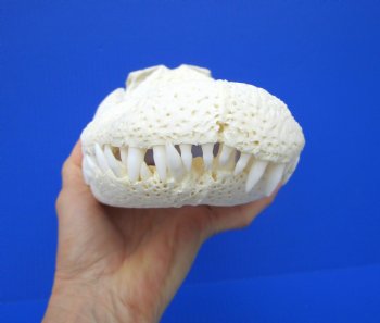 13 inches Florida Alligator Skull, Beetle Cleaned - Buy this one for $112.50