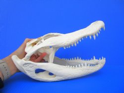 13-1/2 inches Florida Alligator Skull, Beetle Cleaned <font color=red> Good Quality</font> - Buy this one for $114.99</font>