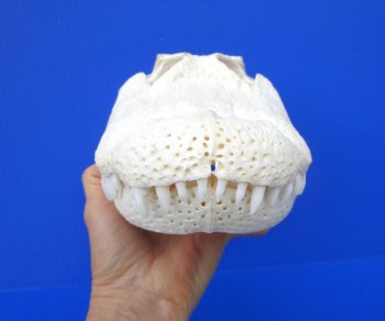 13-1/2 inches Florida Alligator Skull, Beetle Cleaned <font color=red> Good Quality</font> - Buy this one for $114.99</font>