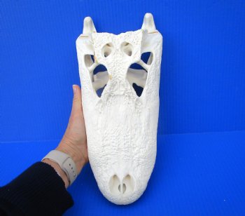13-1/2 inches Florida Alligator Skull, Beetle Cleaned <font color=red> Good Quality</font> - Buy this one for $114.99</font>