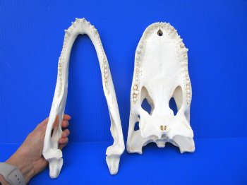 13-1/2 inches Florida Alligator Skull, Beetle Cleaned <font color=red> Good Quality</font> - Buy this one for $114.99</font>