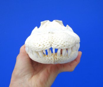 11-1/2 inches Florida Alligator Skull, Beetle Cleaned (small hole in back of skull)- Buy this one for $94.99