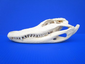 11-1/2 inches Florida Alligator Skull, Beetle Cleaned (small hole in back of skull)- Buy this one for $94.99