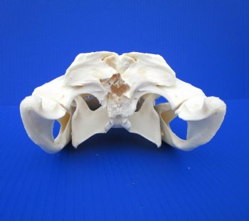 11-1/2 inches Florida Alligator Skull, Beetle Cleaned (small hole in back of skull)- Buy this one for $94.99