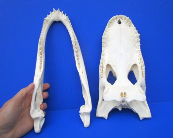 11-1/2 inches Florida Alligator Skull, Beetle Cleaned (small hole in back of skull)- Buy this one for $94.99