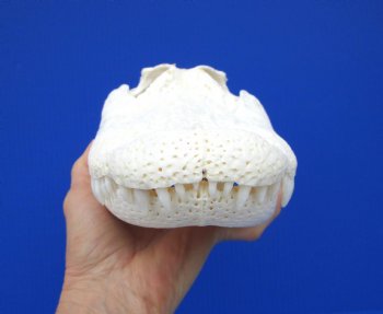 12-1/4 inches Florida Alligator Skull, Beetle Cleaned - Buy this one for $104.99