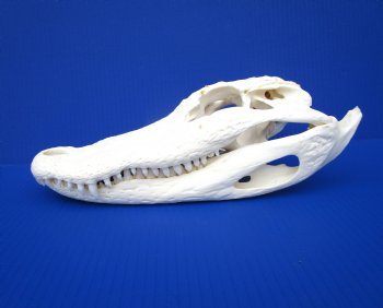 12-1/4 inches Florida Alligator Skull, Beetle Cleaned - Buy this one for $104.99