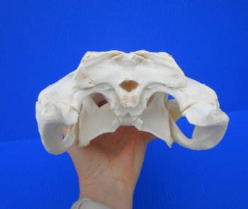 12-1/4 inches Florida Alligator Skull, Beetle Cleaned - Buy this one for $104.99