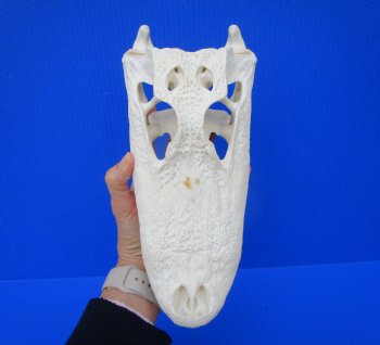 11-1/4 inches Florida Alligator Skull, Beetle Cleaned <font color=red> Grade A </font>- Buy this one for $97.50