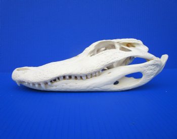 11-1/4 inches Florida Alligator Skull, Beetle Cleaned <font color=red> Grade A </font>- Buy this one for $97.50