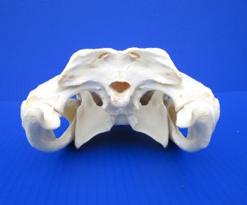 11-1/4 inches Florida Alligator Skull, Beetle Cleaned <font color=red> Grade A </font>- Buy this one for $97.50